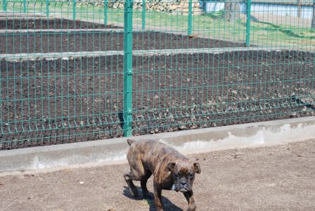 zabor DOG